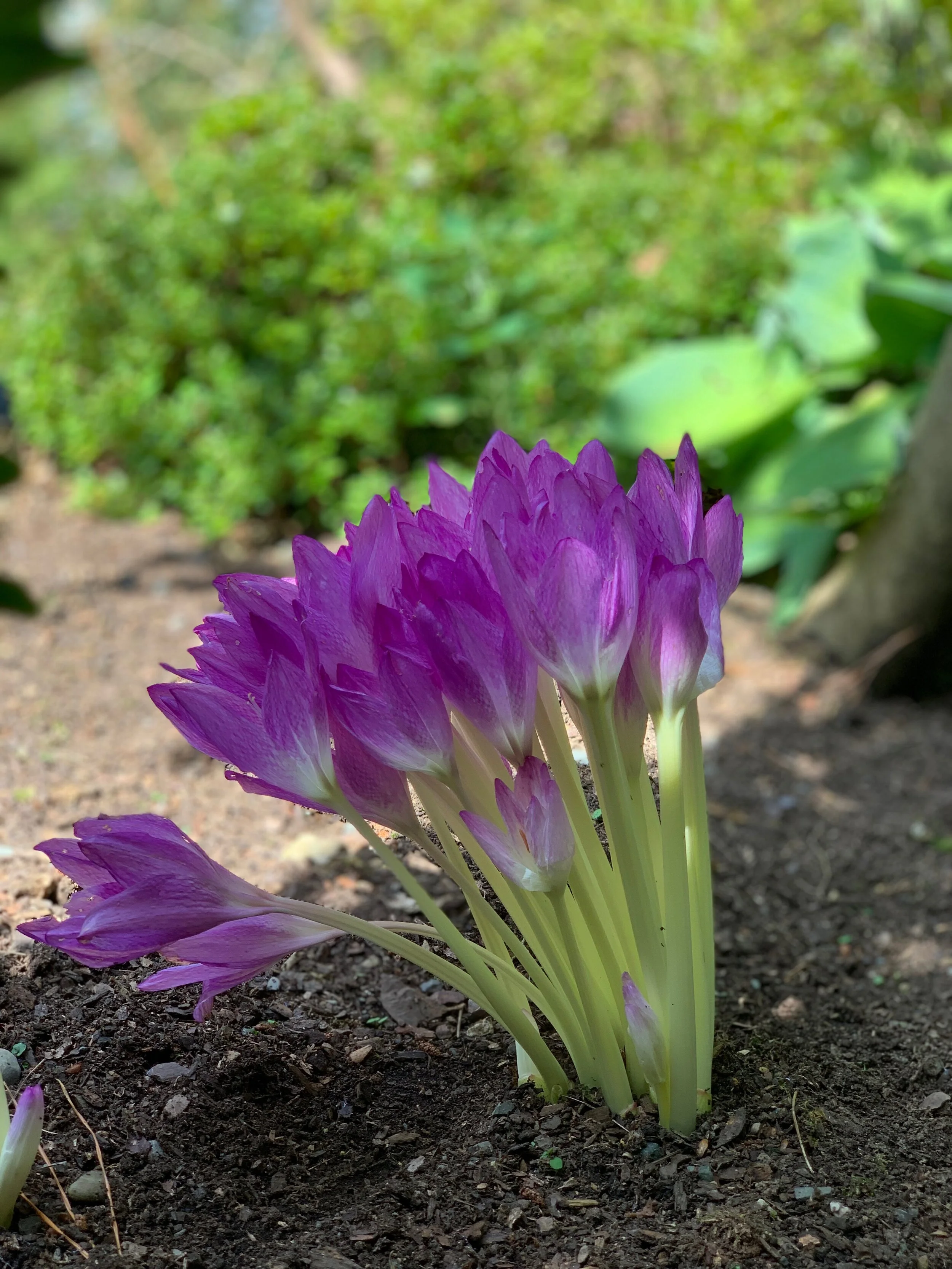 Autumn online flowering bulbs